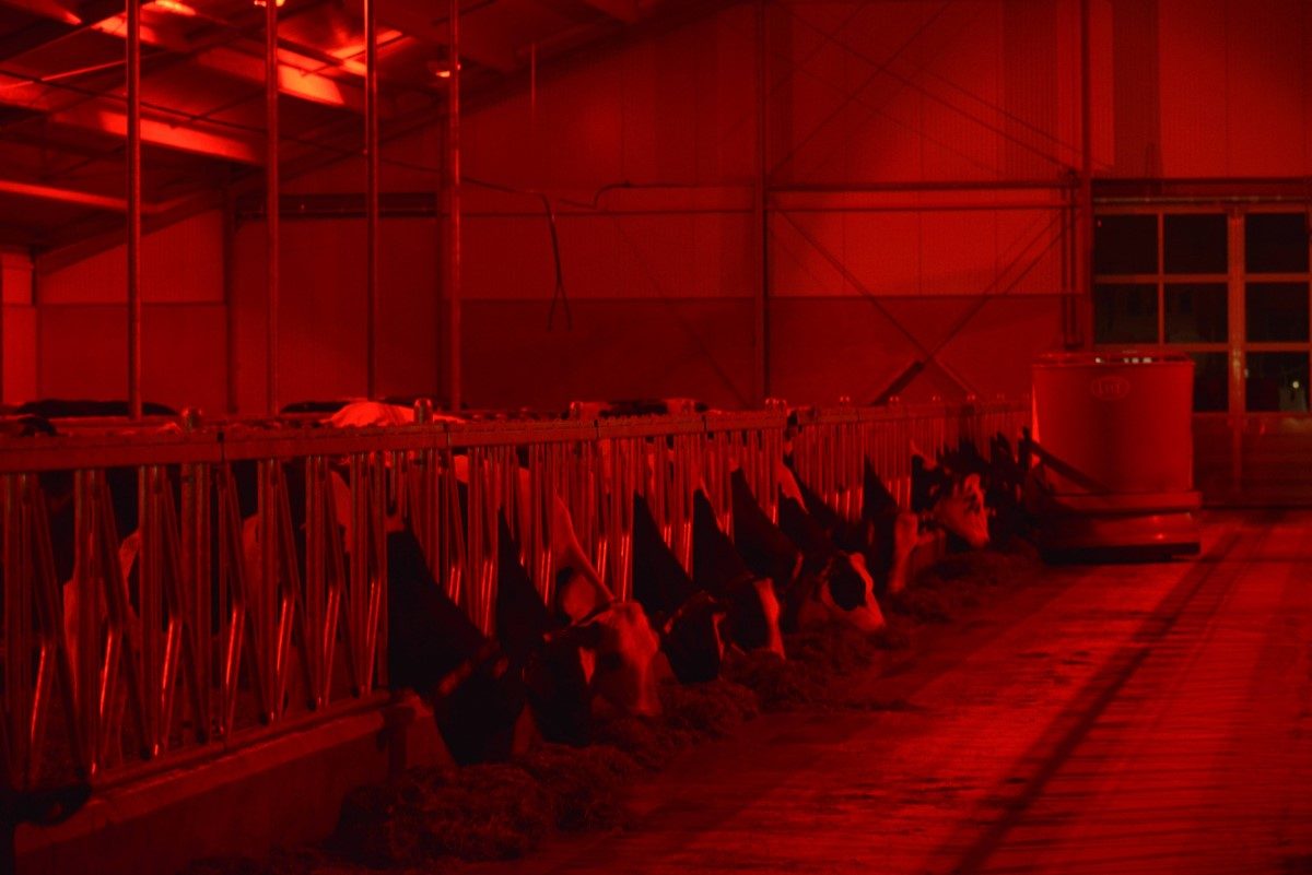 luz vermelha nos galpões das vacas