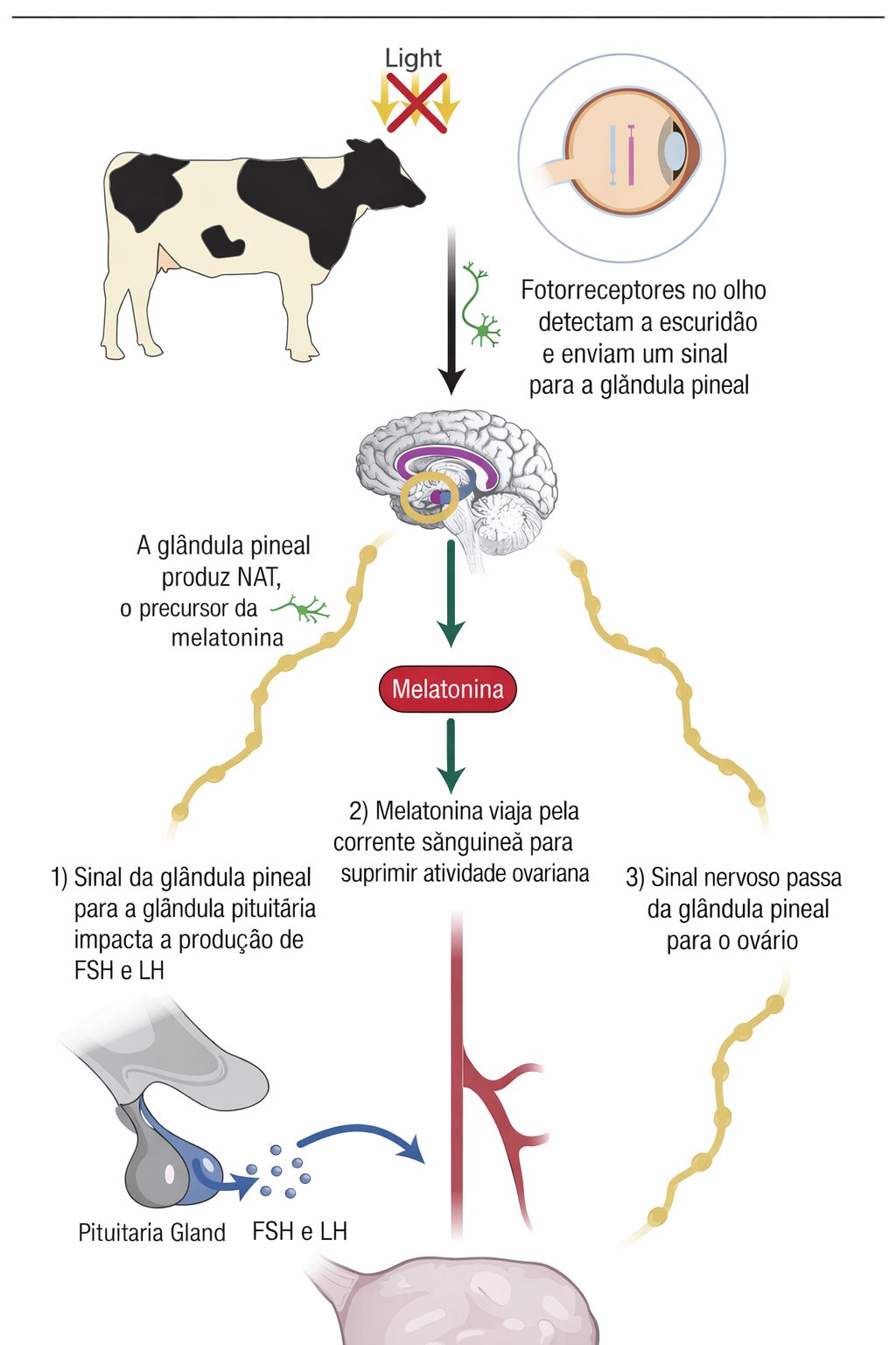 luz vermelha nos galpões das vacas