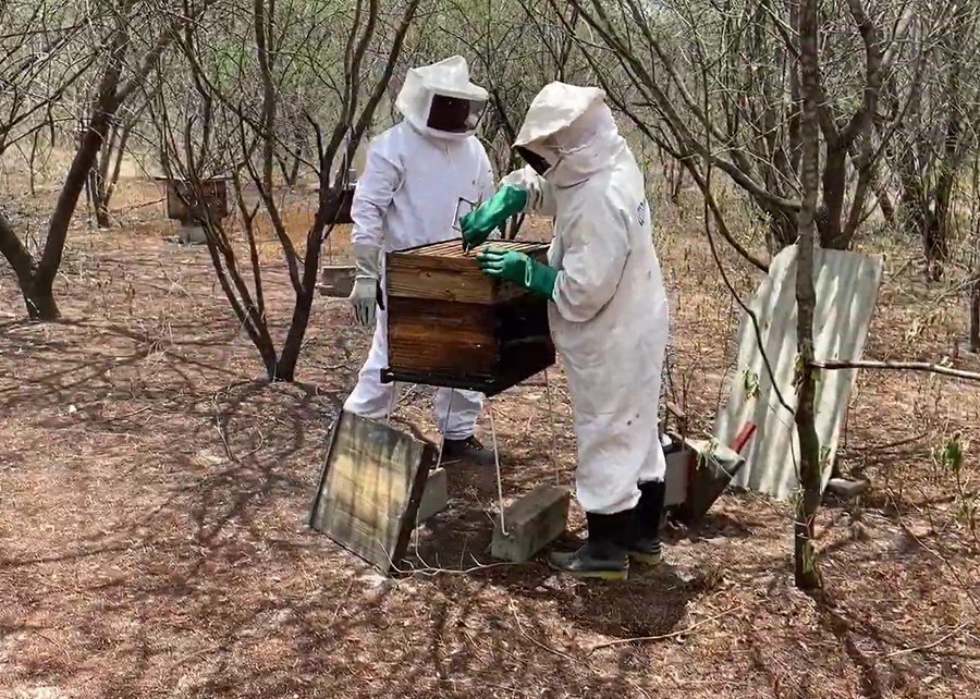 Projeto da Embrapa na Agricultura Familiar gera quase R$ 3 em retorno social para cada R$ 1 investido