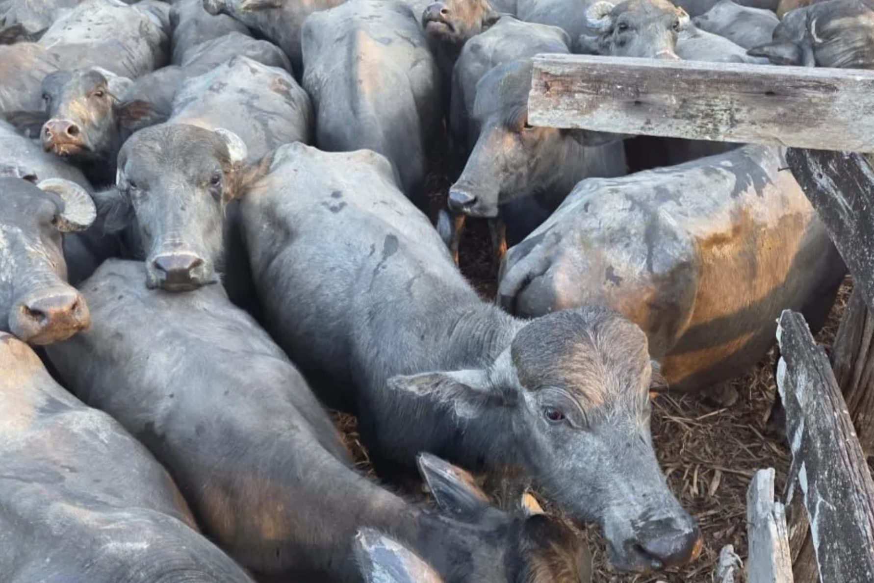 Ladrões roubam mais de 120 búfalos em fazenda