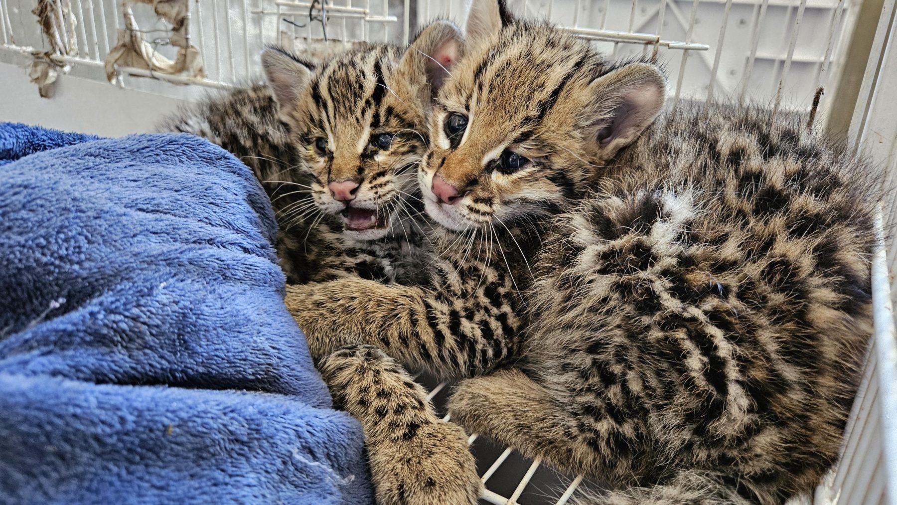 Filhotes de jaguatirica são atendidas pelo setor de Animais Silvestres do HVU