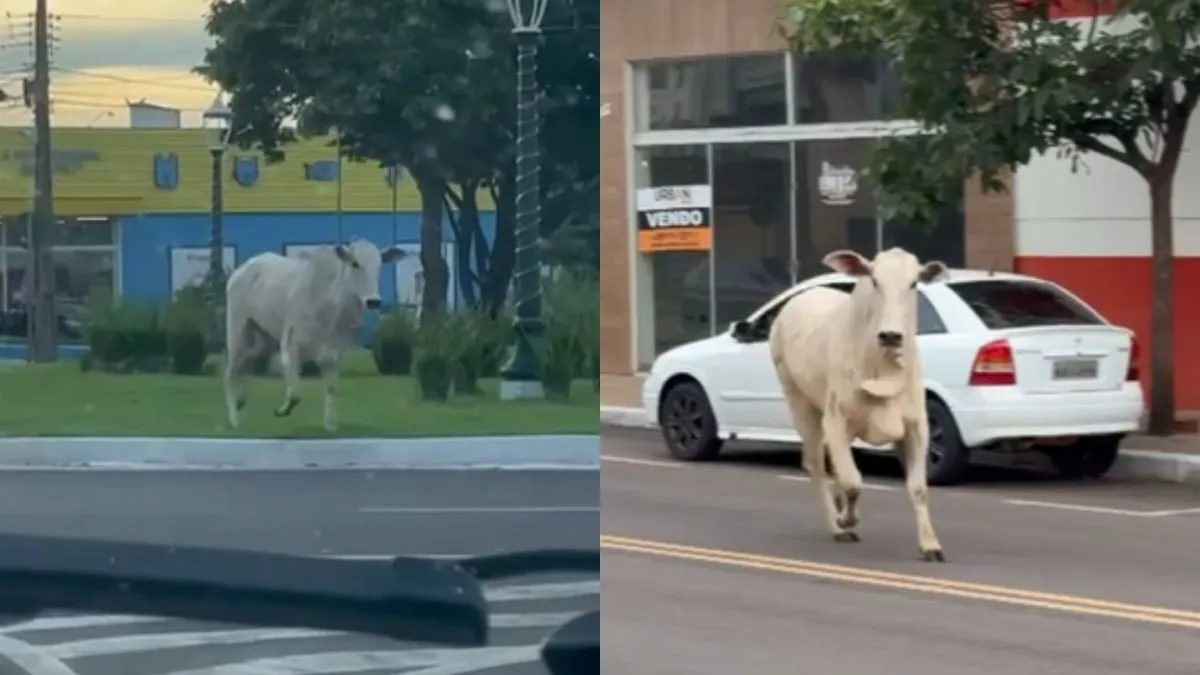 Boi escapa a caminho do frigorífico e causa pânico em moradores no Paraná