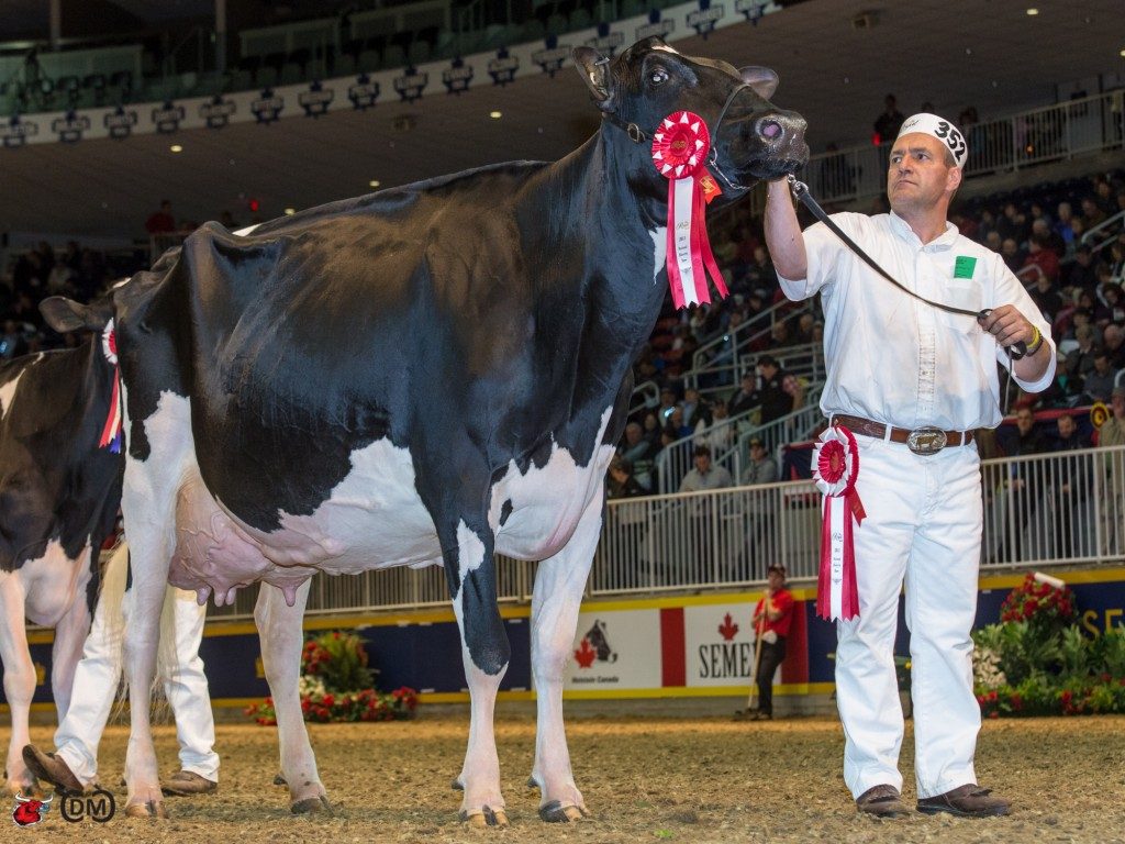 vaca holandesa mais valorizada