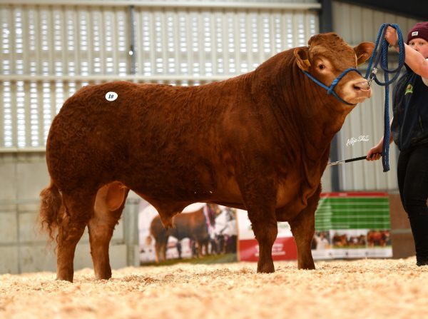 bovinos mais valorizados do mundo