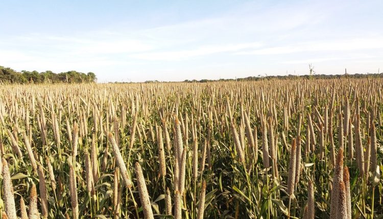 Milheto granífero ganha força na 2ª safra em um dos anos mais arriscados para o milho