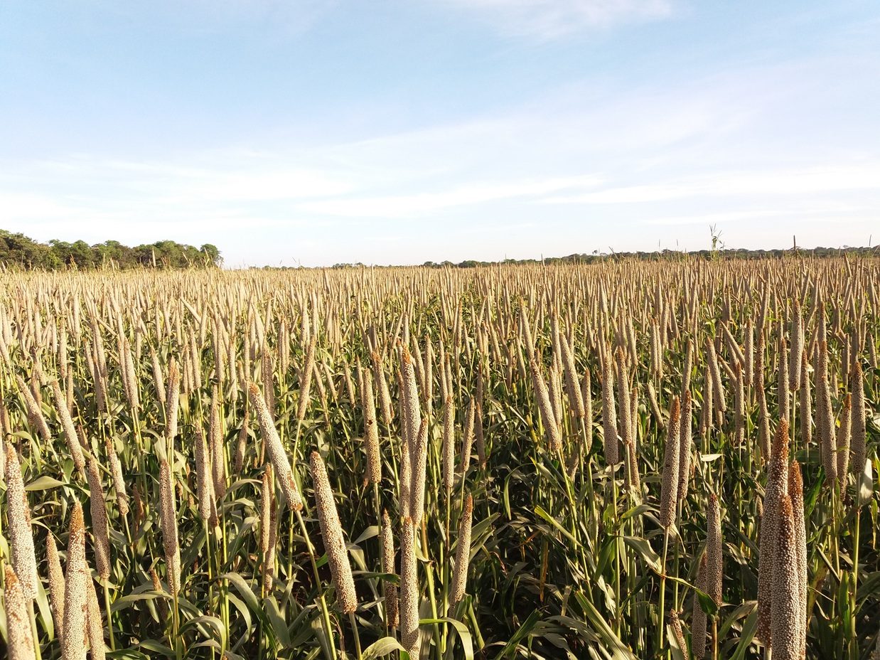 Milheto granífero ganha força na 2ª safra em um dos anos mais arriscados para o milho