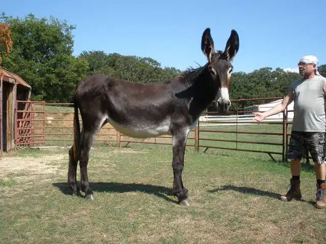 De gigantes de pelos longos a símbolos culturais ameaçados de extinção, conheça raças de burros e jumentos que marcaram a história, a economia rural e os esforços modernos de conservação ao redor do mundo