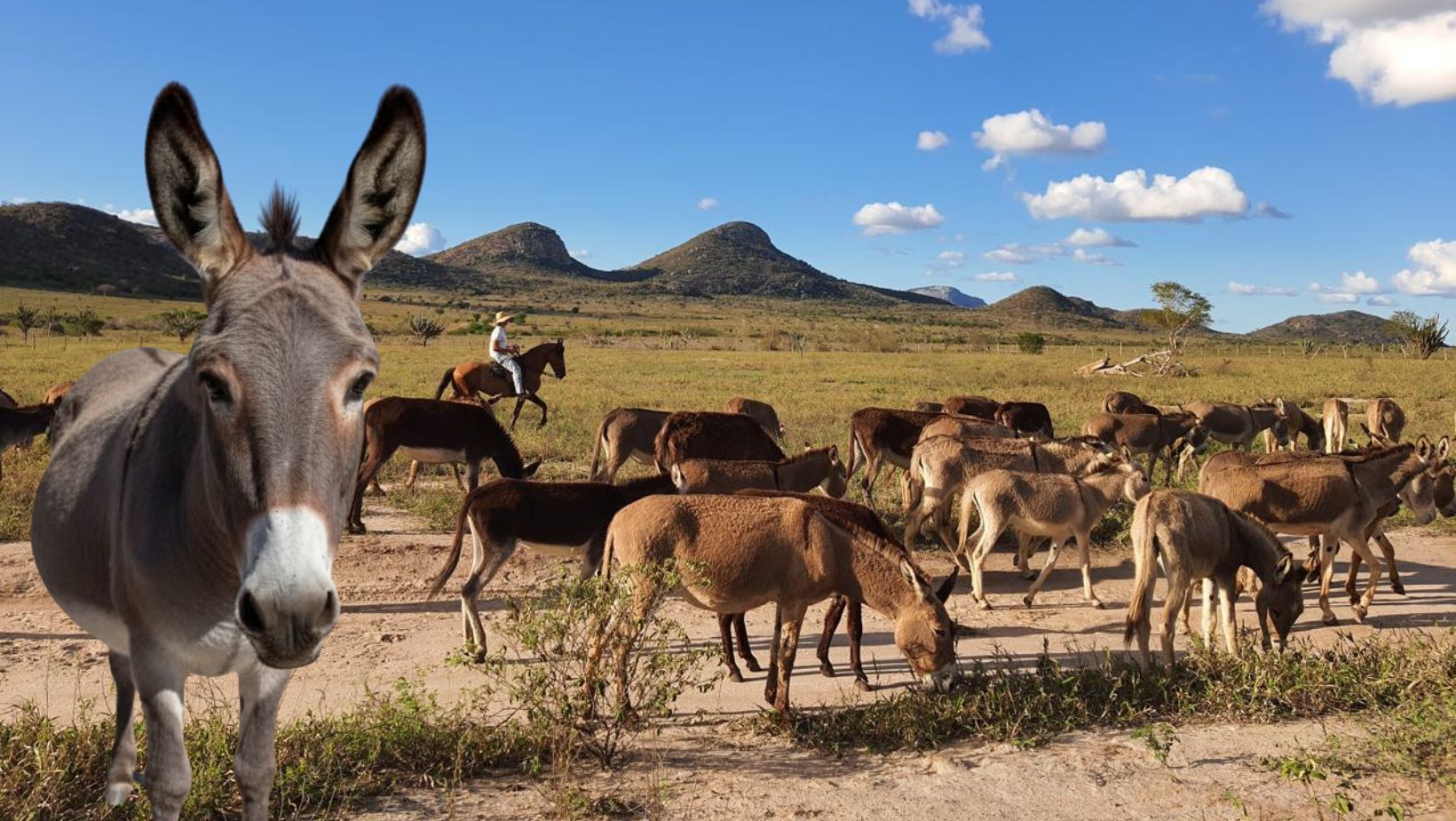 jumento brasileiro pastando