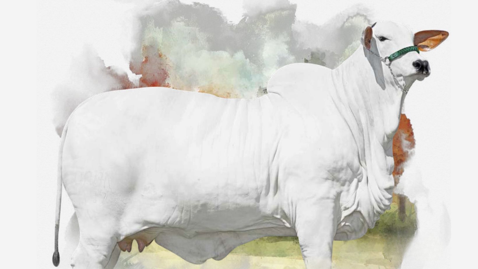 matriz nelore Courchevel FIV CBA