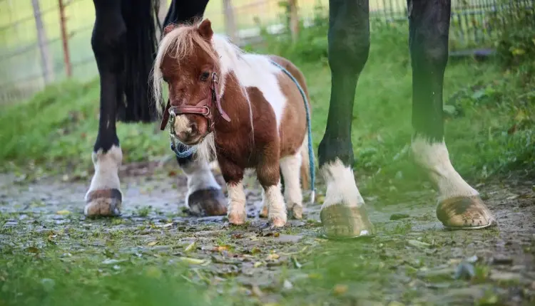 menor pônei do mundo