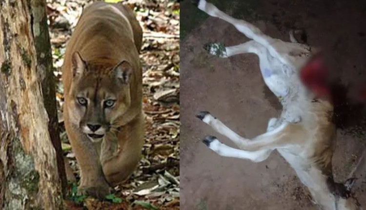 Onças atacam rebanho