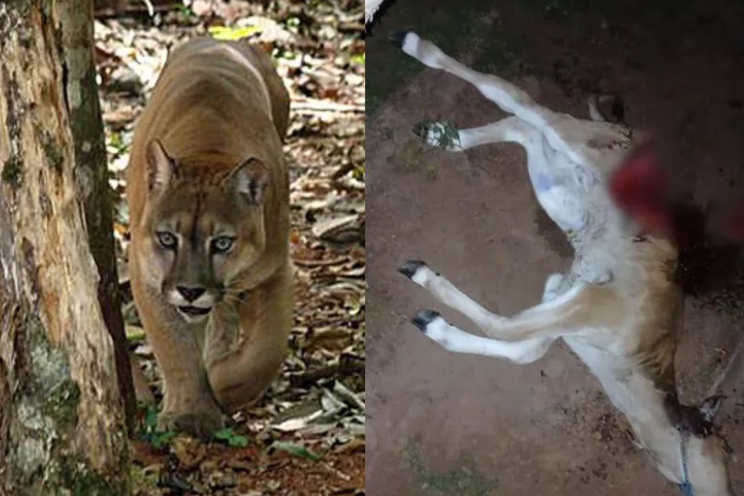 Onças atacam rebanho