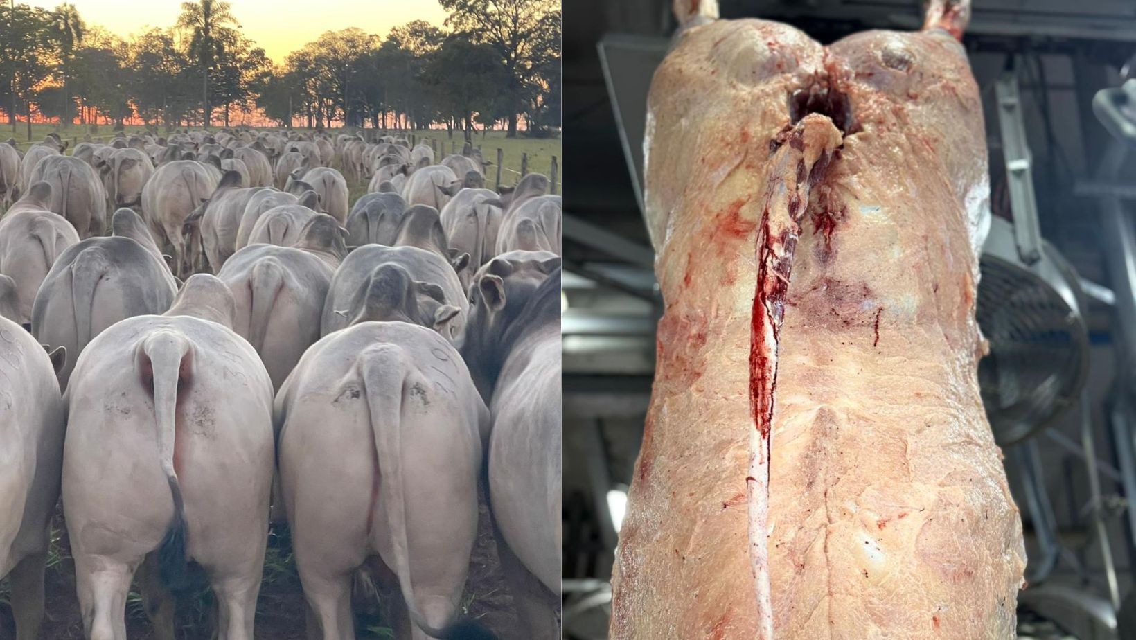 parm agropecuaria - qualidade de carcaca de machos terminados a pasto