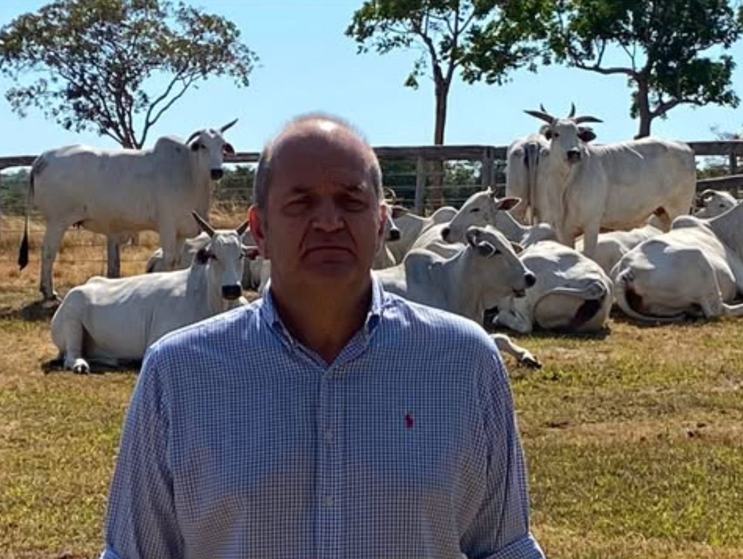 paulo leonel nelore pecuaria brasileira