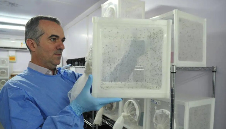 Brasileiro criador do "Aedes" que bloqueia dengue é eleito pela Nature