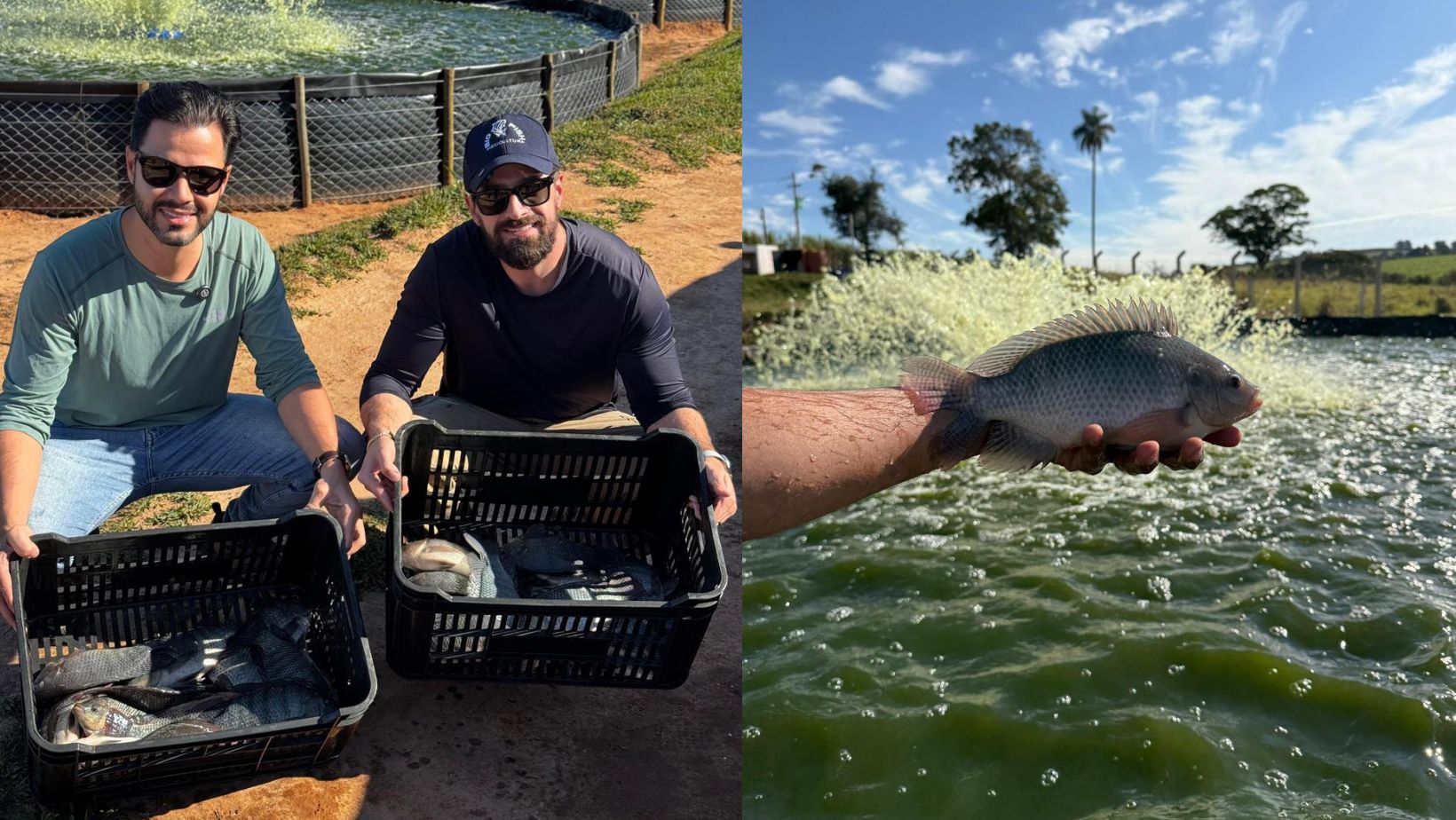 producao de tilapias na big fish piscicultura