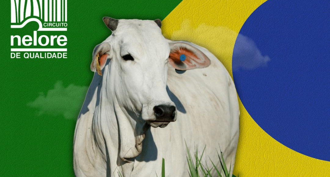 Conheça os melhores do Ranking Nacional Nelore de 2025