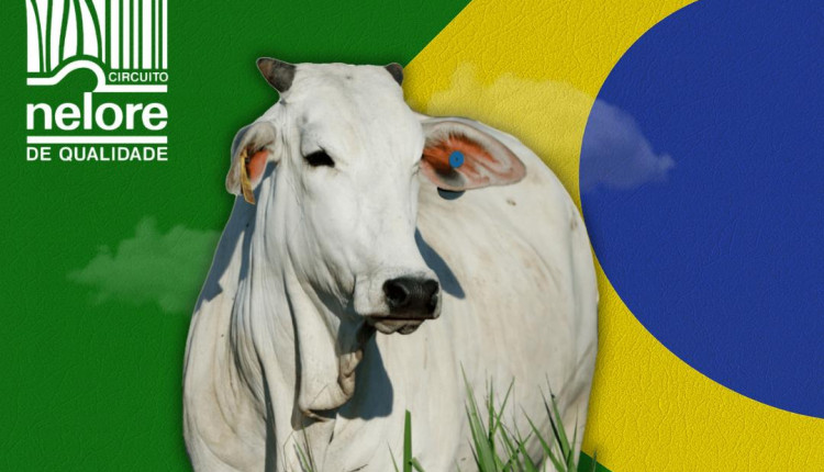 Conheça os melhores do Ranking Nacional Nelore de 2025