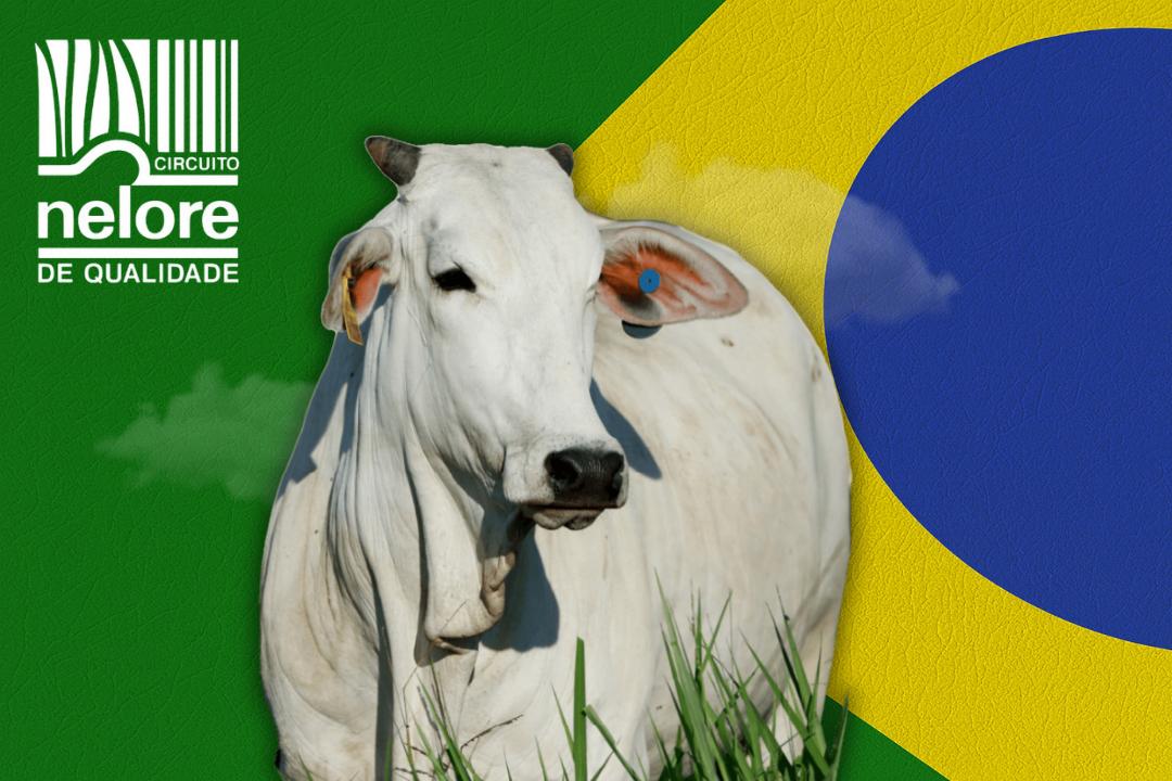 Conheça os melhores do Ranking Nacional Nelore de 2025
