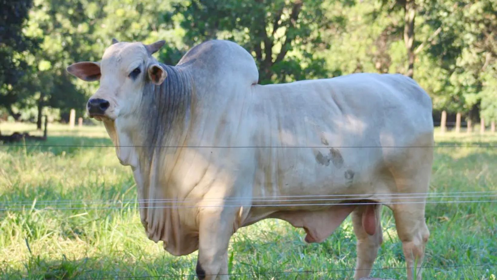 touro em central de inseminacao