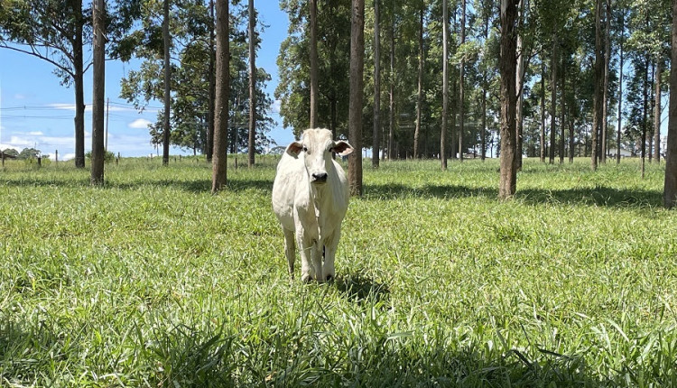 Embrapa lança curso com foco em produção animal sustentável