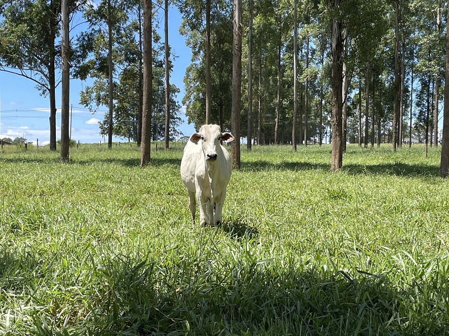 Embrapa lança curso com foco em produção animal sustentável