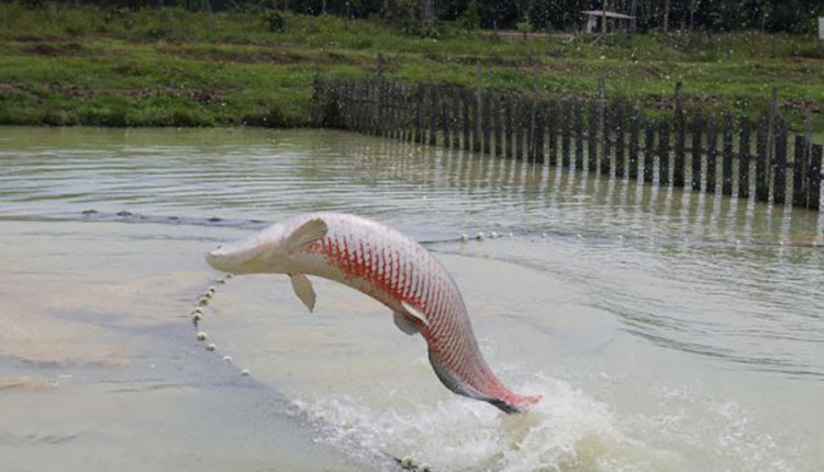 Estudo inédito aplica inteligência artificial na reprodução do pirarucu