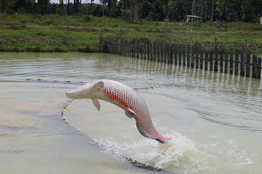 Estudo inédito aplica inteligência artificial na reprodução do pirarucu