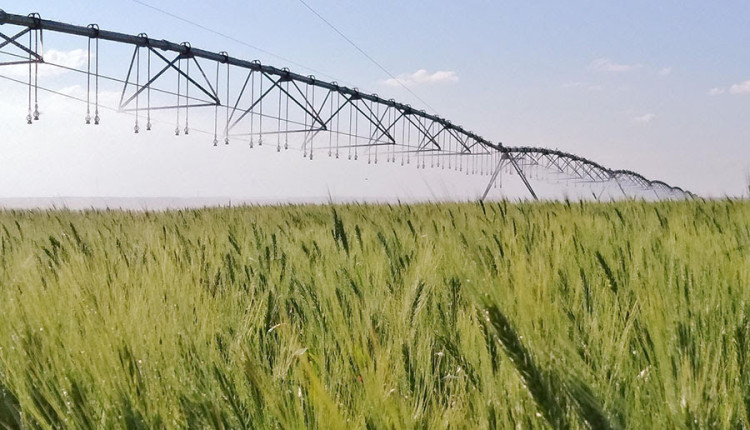 Irrigação estratégica do trigo no Cerrado reduz pela metade a emissão de gases de efeito estufa