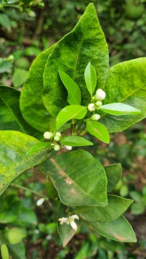 Greening completa 21 anos e ameaça a saúde de metade dos pomares brasileiros; novas soluções ajudam a conviver com a doença