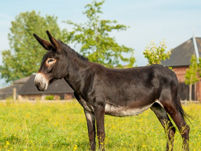 De gigantes de pelos longos a símbolos culturais ameaçados de extinção, conheça raças de burros e jumentos que marcaram a história, a economia rural e os esforços modernos de conservação ao redor do mundo