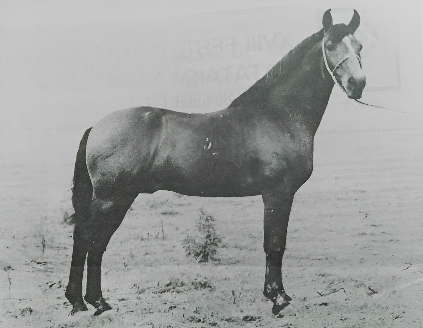 DNA de uma lenda: por que Herdade Cadillac ainda dita o padrão da raça Mangalarga Marchador