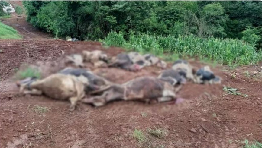 Tragédia: Condições climáticas e pasto tóxico matam 48 vacas e geram grande prejuízo