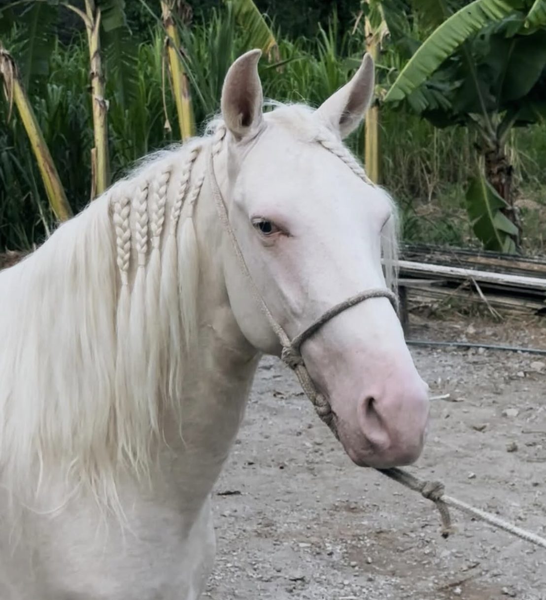 Por que alguns cavalos Mangalarga Marchador brancos ficam fora do registro?