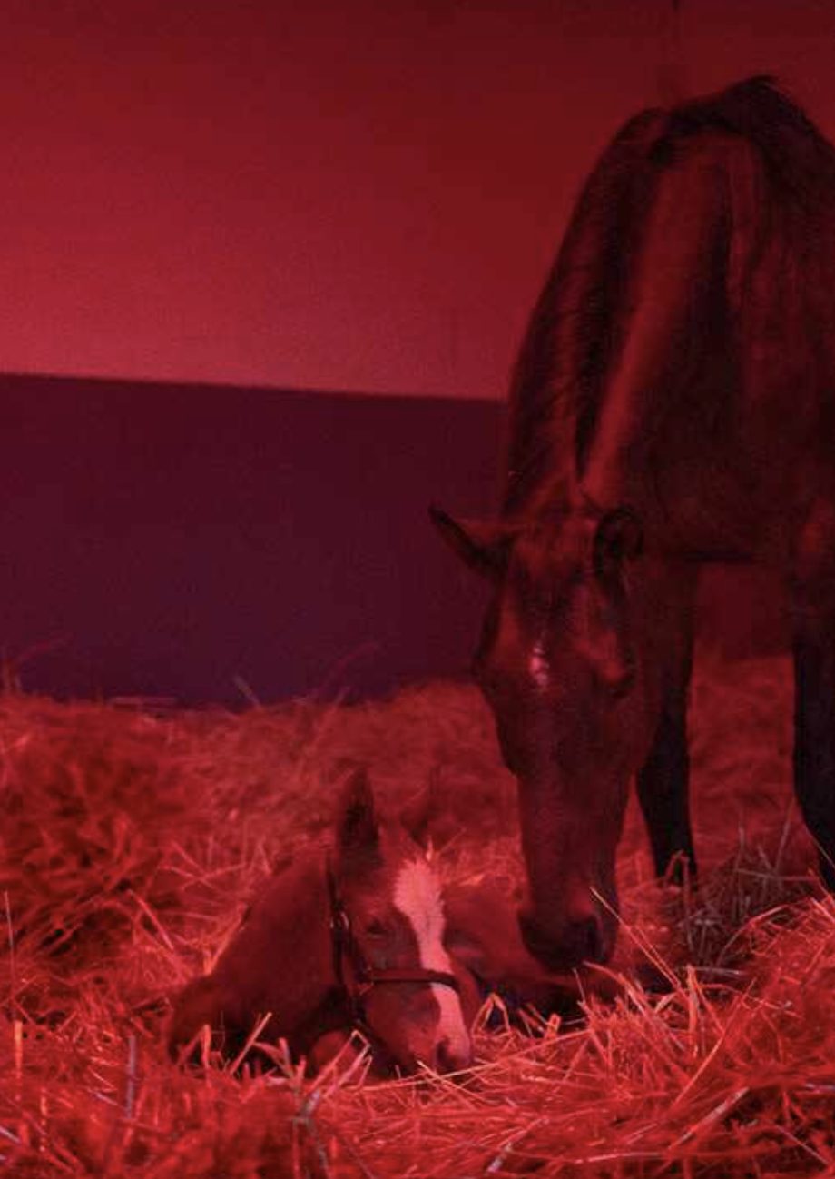 Nova tecnologia com luz azul pode antecipar o cio das éguas e melhorar a pelagem rapidamente