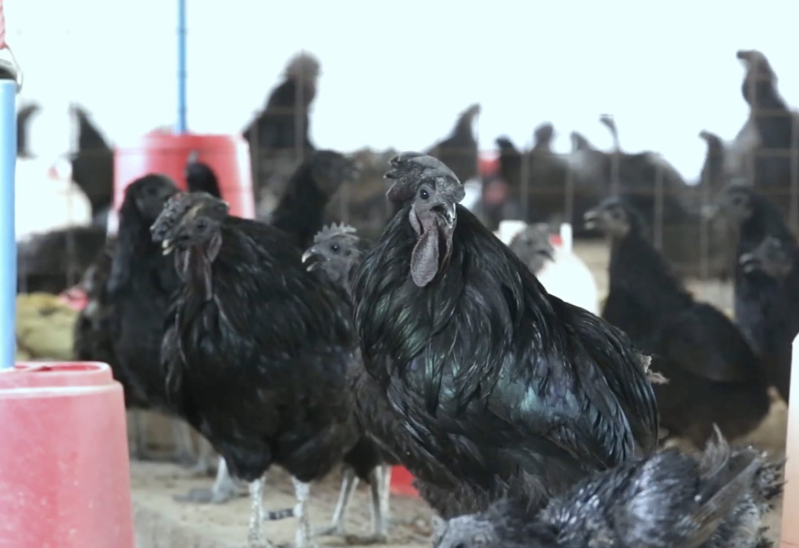 Ayam Cemani