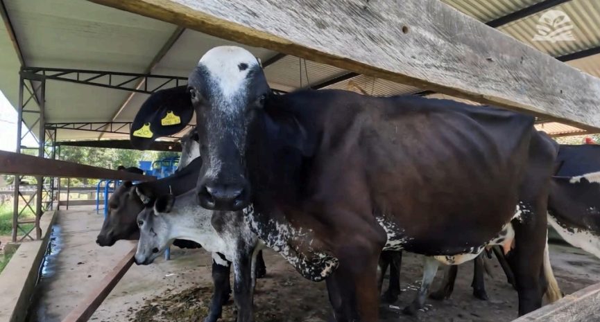 Ex-costureira investe na produção de leite e vira referência em Mato Grosso