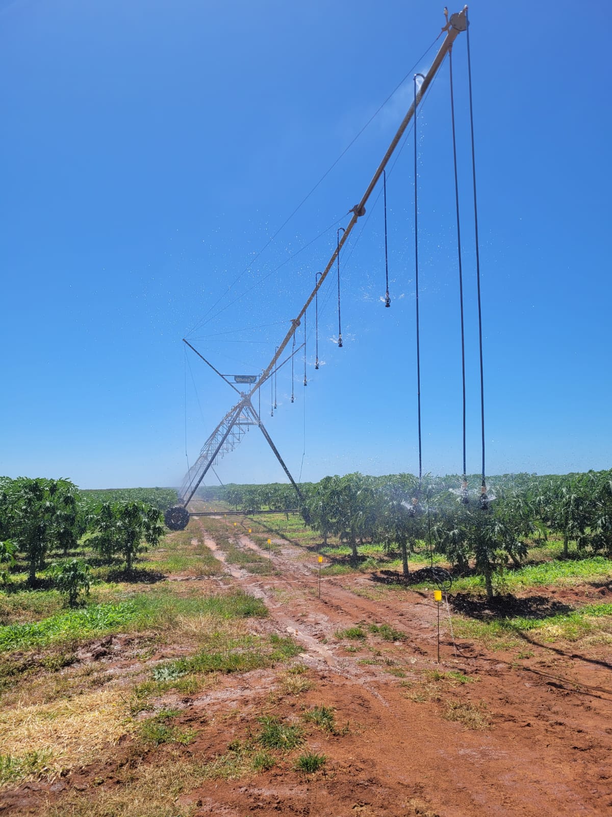 Produtor na Bahia atinge 70 toneladas/ha de mamão com pivô super alto