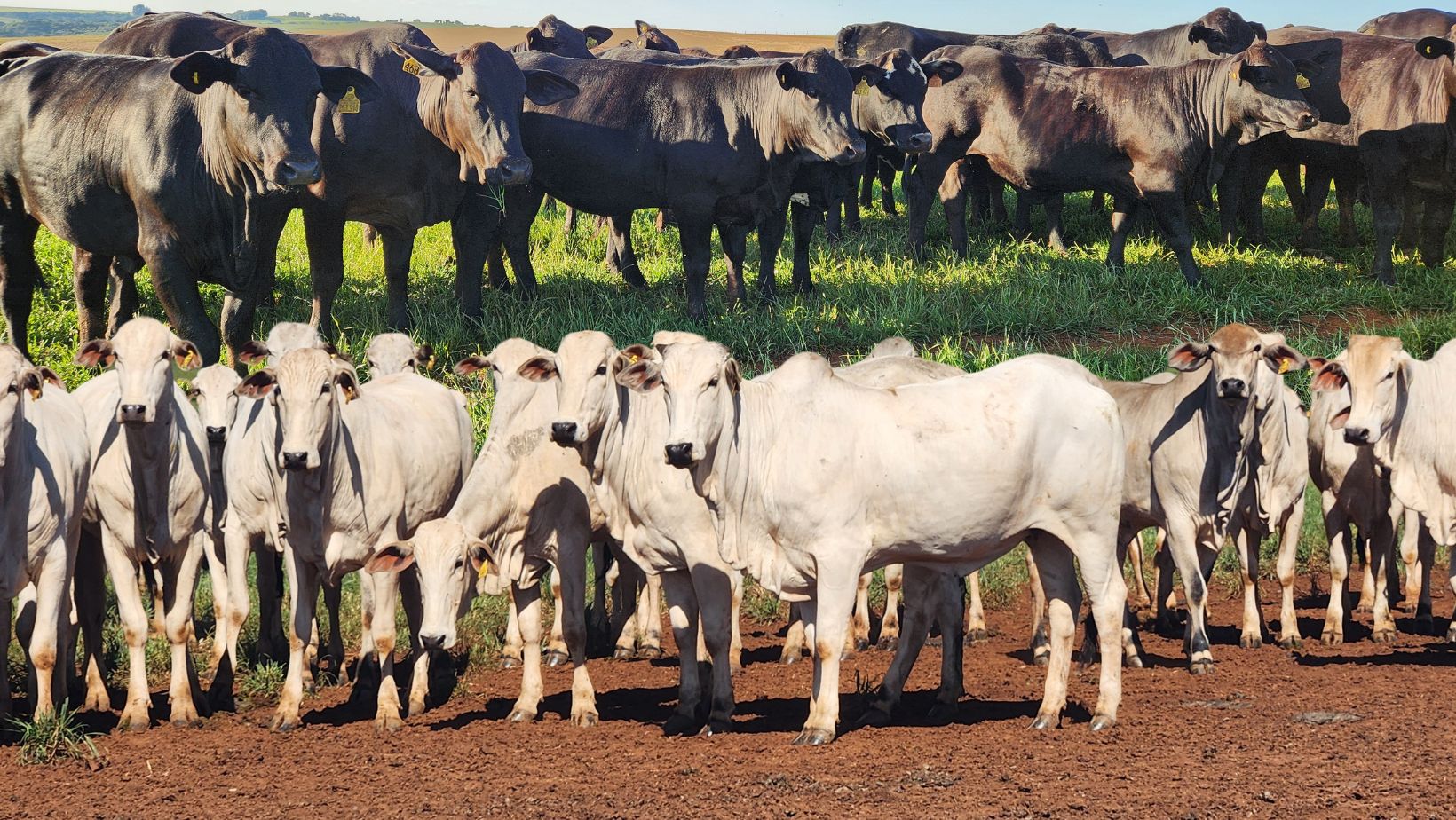 CooperAlianca e Sebrae projeto de ultrassonografia de carcaca