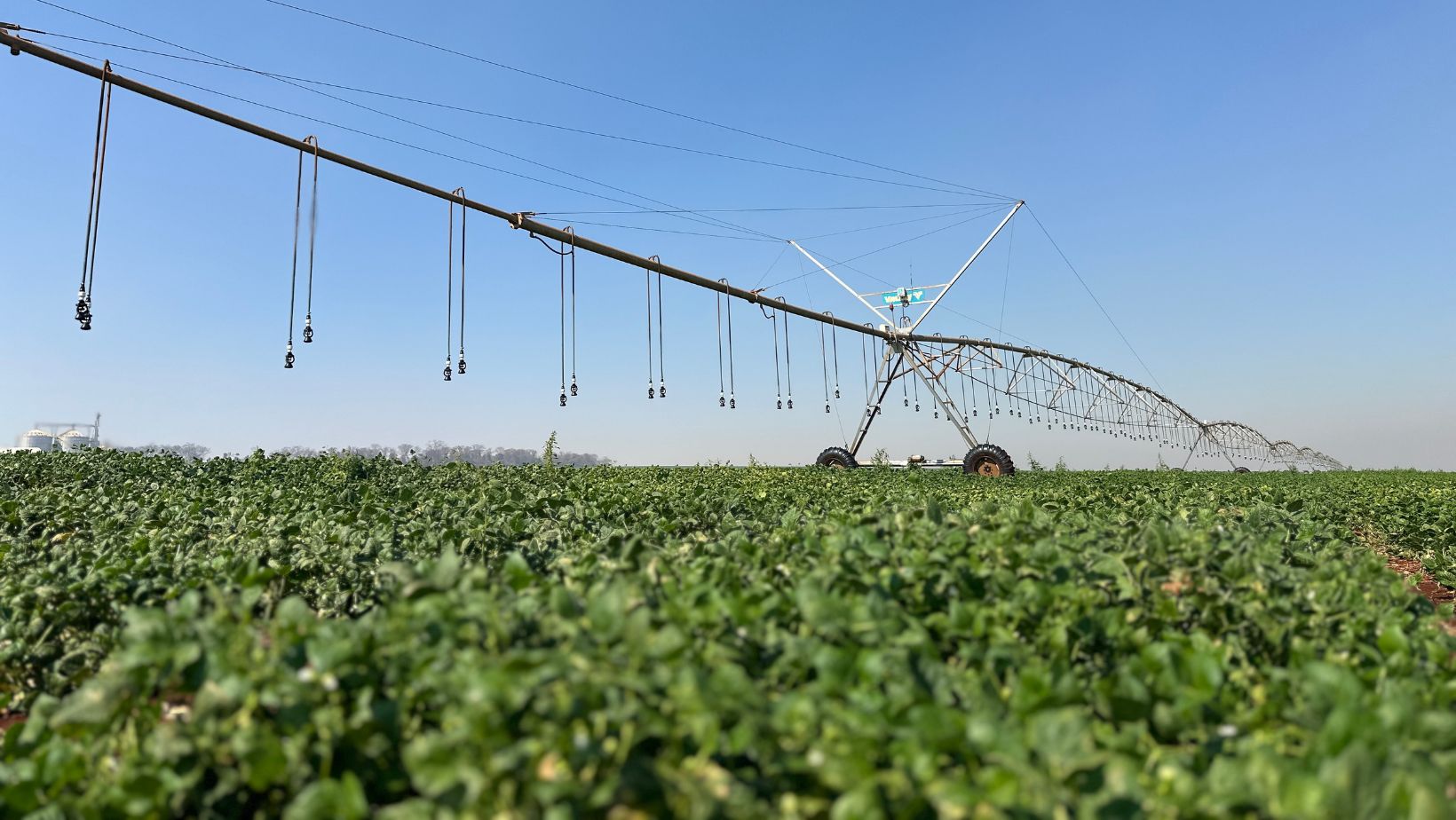 Feijao irrigado por pivo central Valley na Fazenda Novo Horizonte em Agua Comprida Grupo Aguetoni