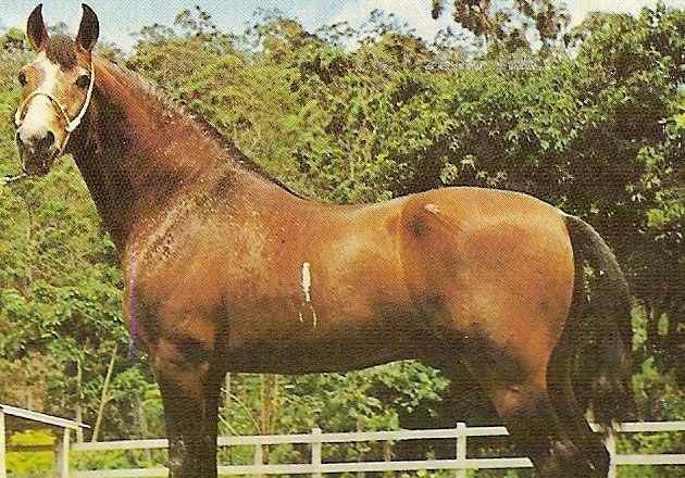 DNA de uma lenda: por que Herdade Cadillac ainda dita o padrão da raça Mangalarga Marchador