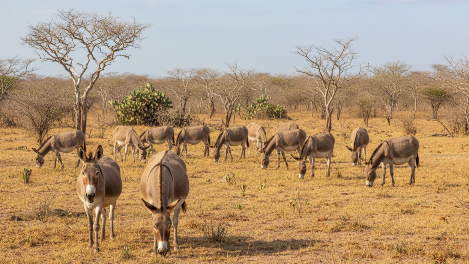 Jumento Nordestino - no semiarido nordestino