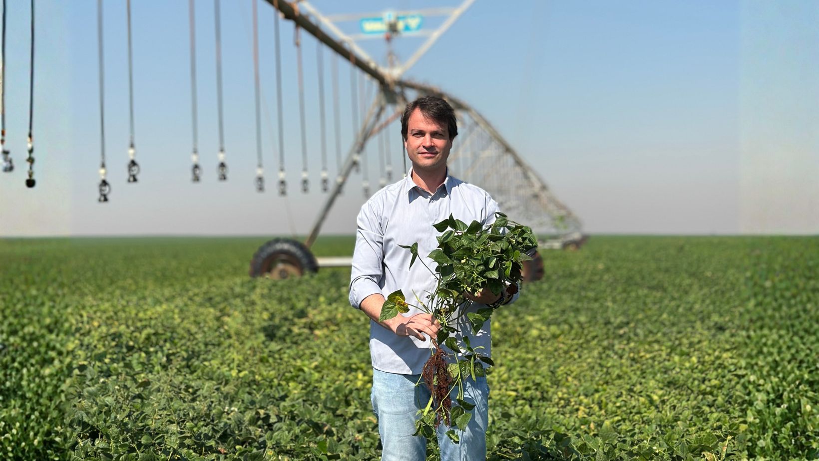 Leonardo Aguetoni talhao de feijao irrigado por pivo central Valley