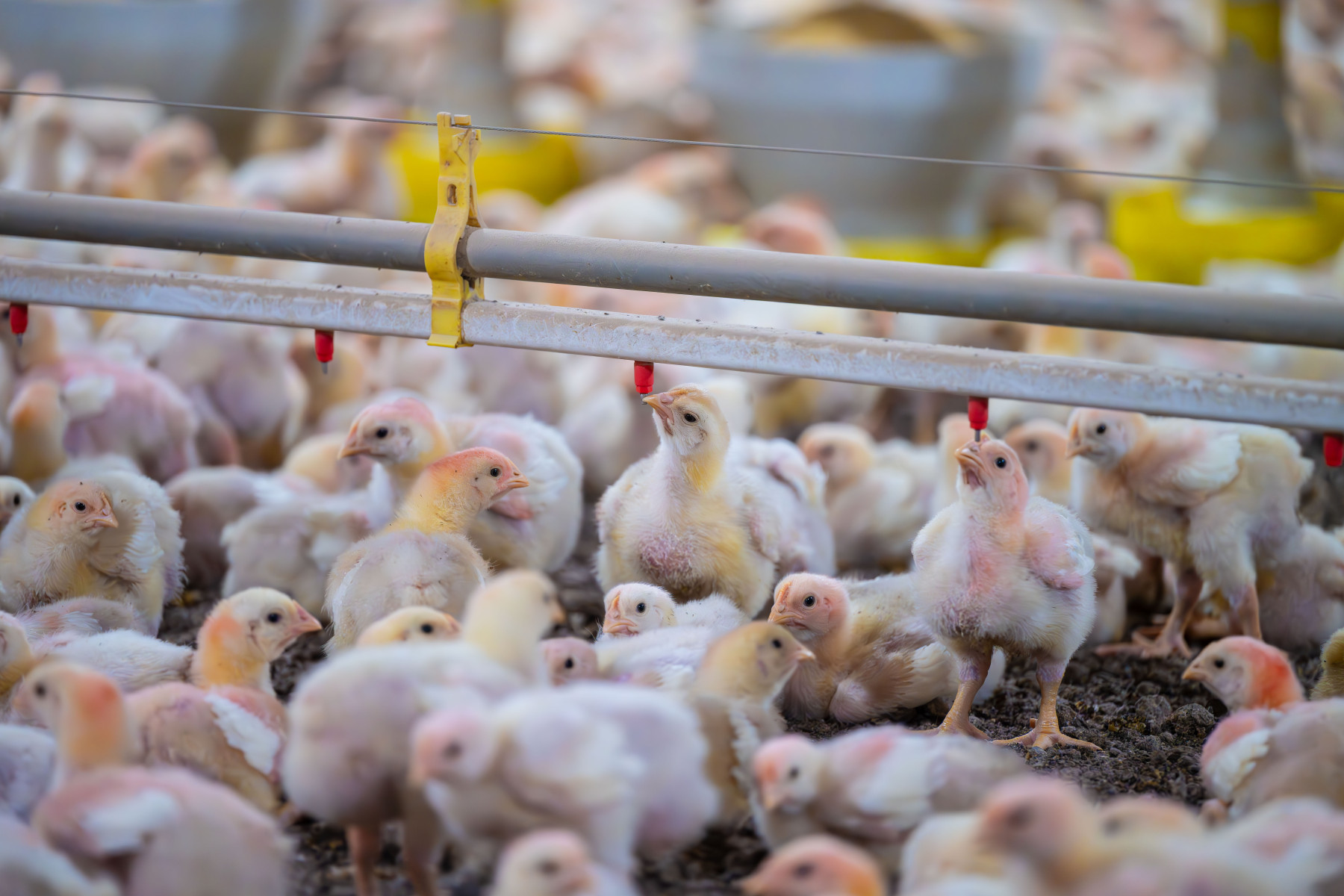 MBRF adere à COBEA para promover soluções colaborativas em bem-estar animal