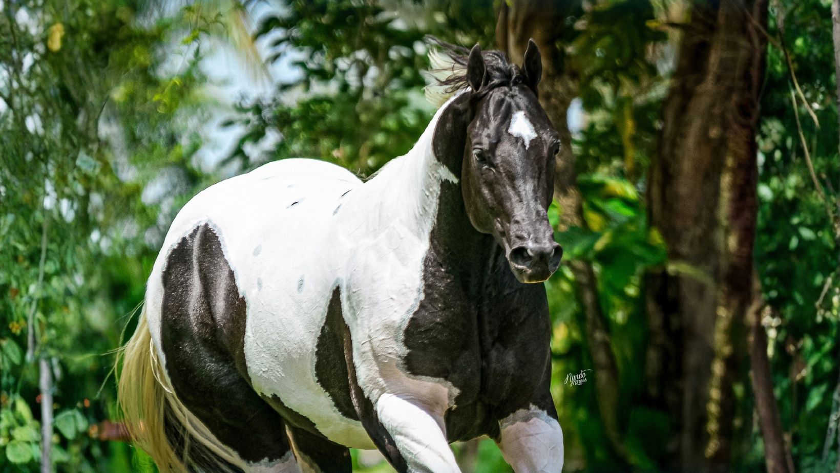 Metallic Paint - cavalo da raca Paint Horse 2