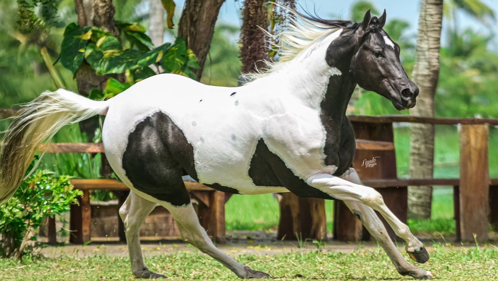 Metallic Paint - cavalo da raca Paint Horse