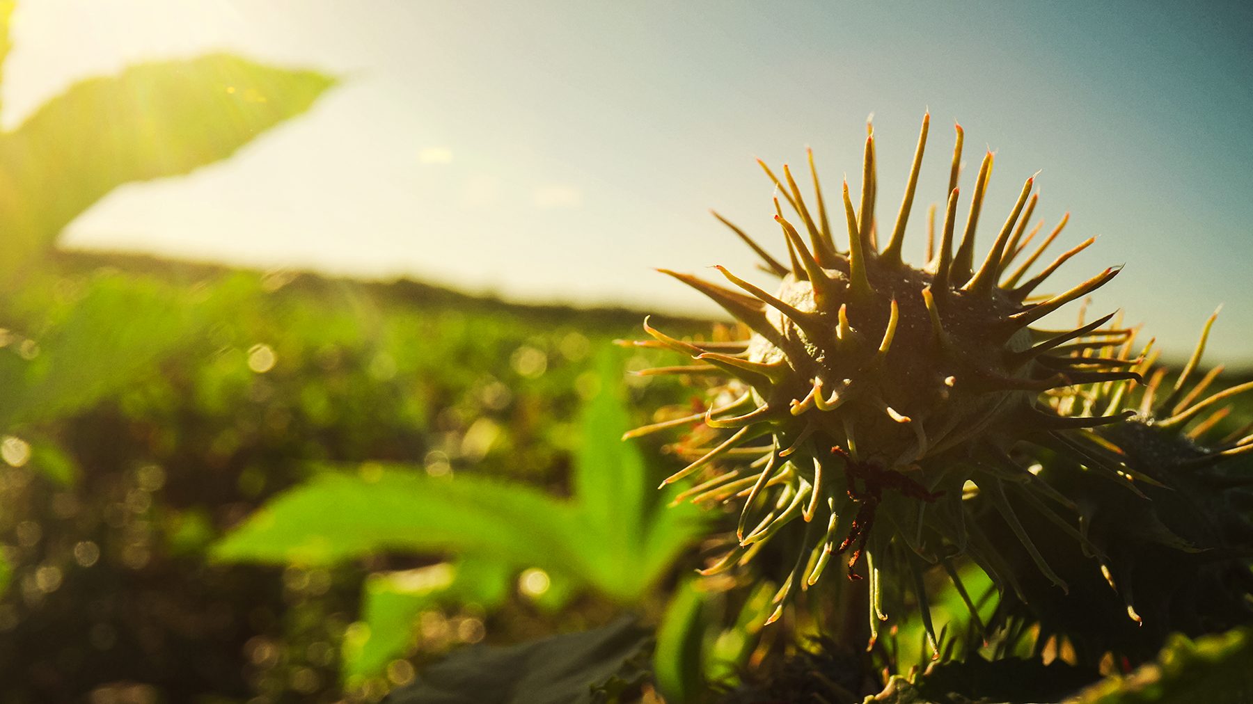 Agricultura tropical e regenerativa ganham espaço na transição climática após COP30