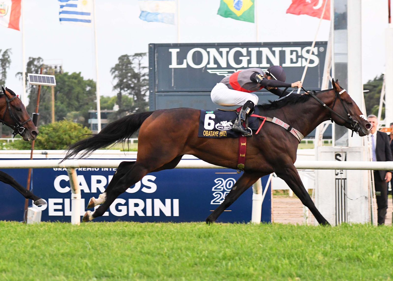 Paixão, dedicação e nutrição transformam haras paranaense em potência do turfe