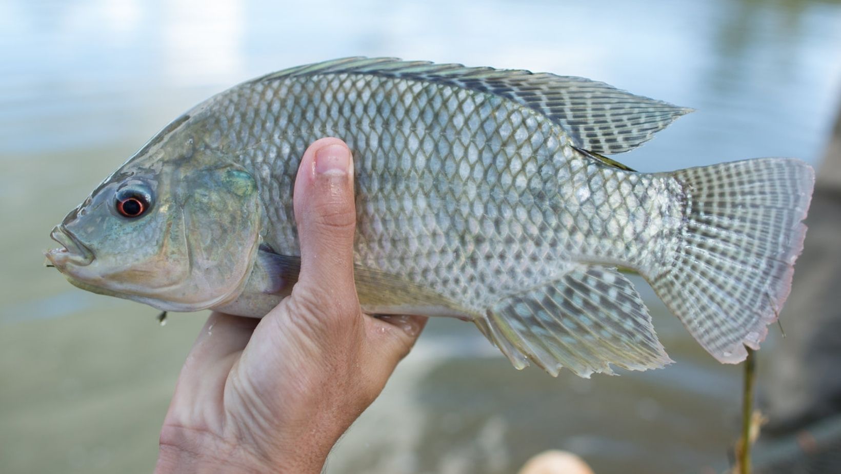 Pecador pegando uma tilpaia