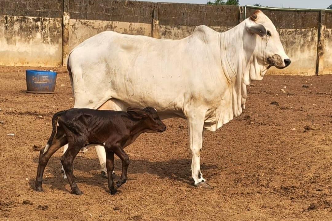 Primeira bezerra Girolando com genetica brasileira nasce na Nigeria